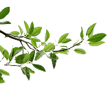 plants